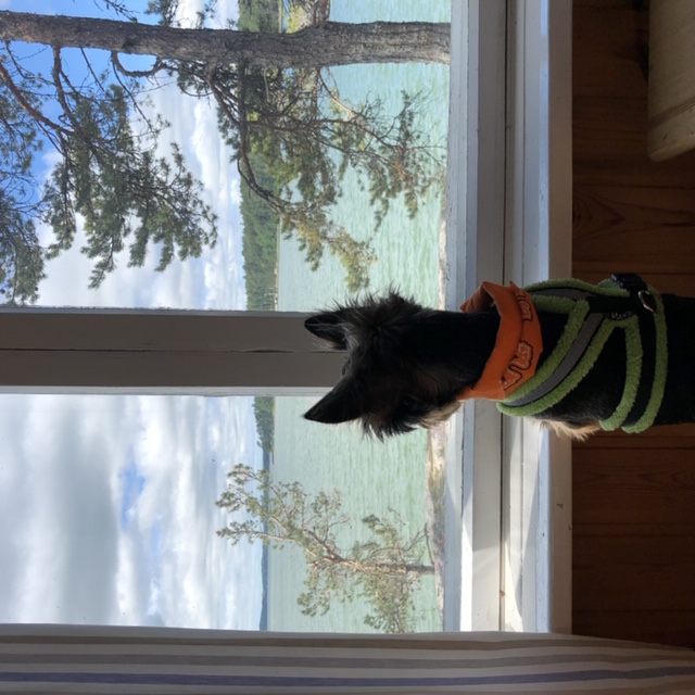 Pieni koira katsoo ikkunasta merelle