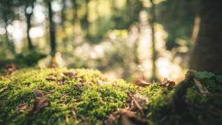 Solljus på grön mossa i en skog.