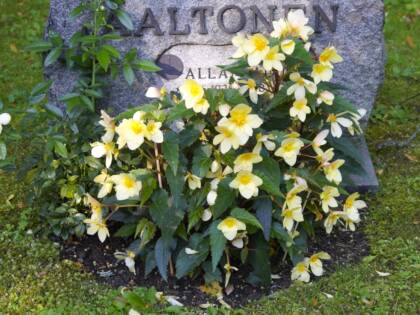 Keltainen begonia haudalla.