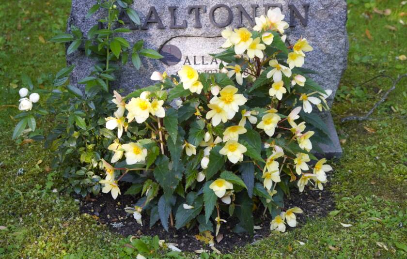 Keltainen begonia haudalla.