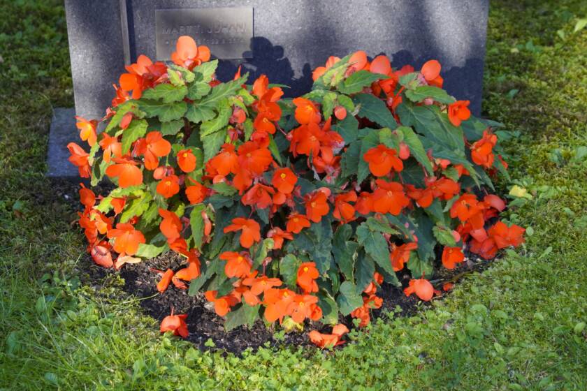 Punainen begonia haudalla.