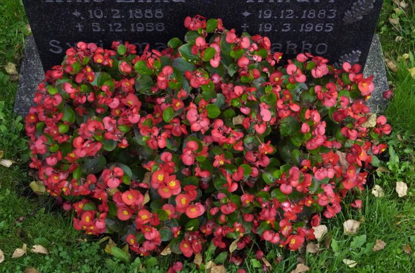 Punainen kesäbegonia haudalla.