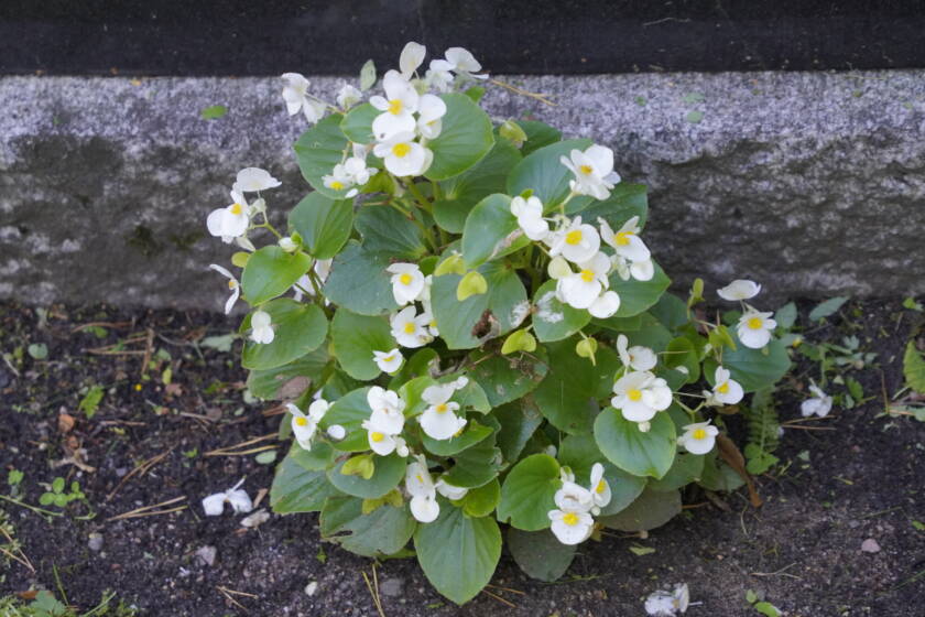 Valkoinen kesäbegonia haudalla.