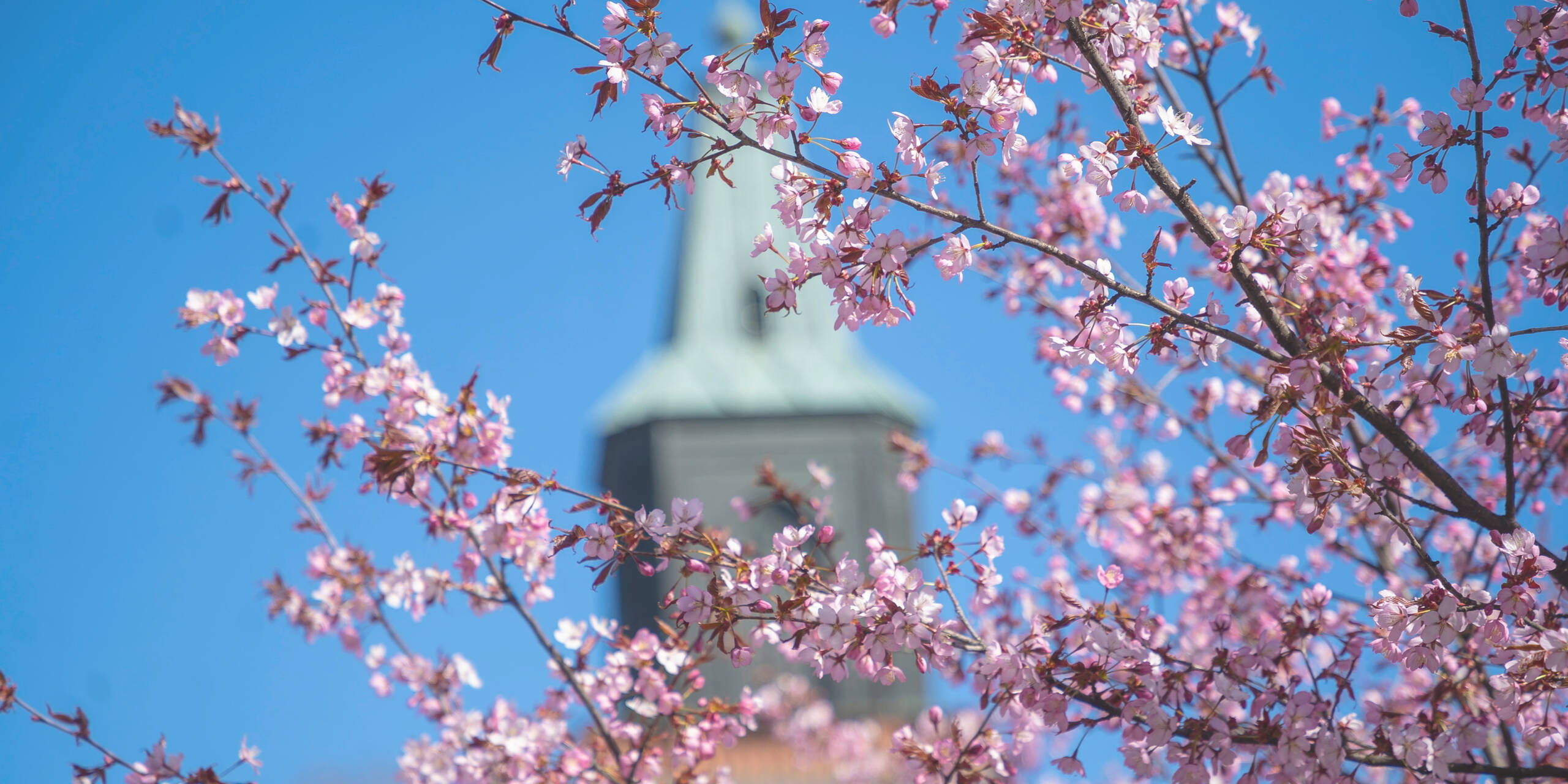 Åbo domkyrka med blommor