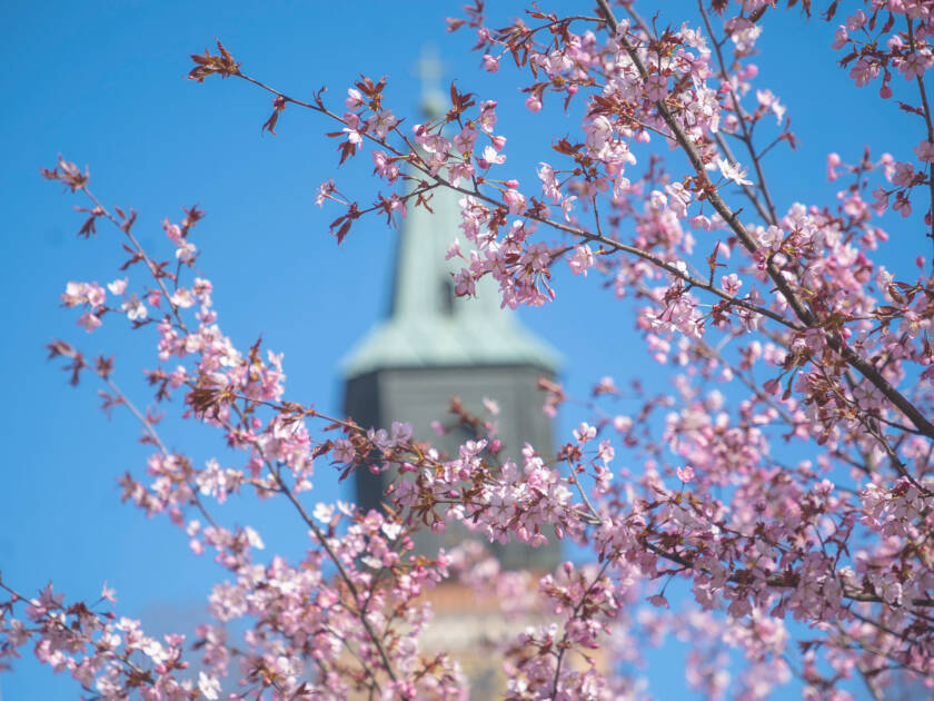 Åbo domkyrka med blommor