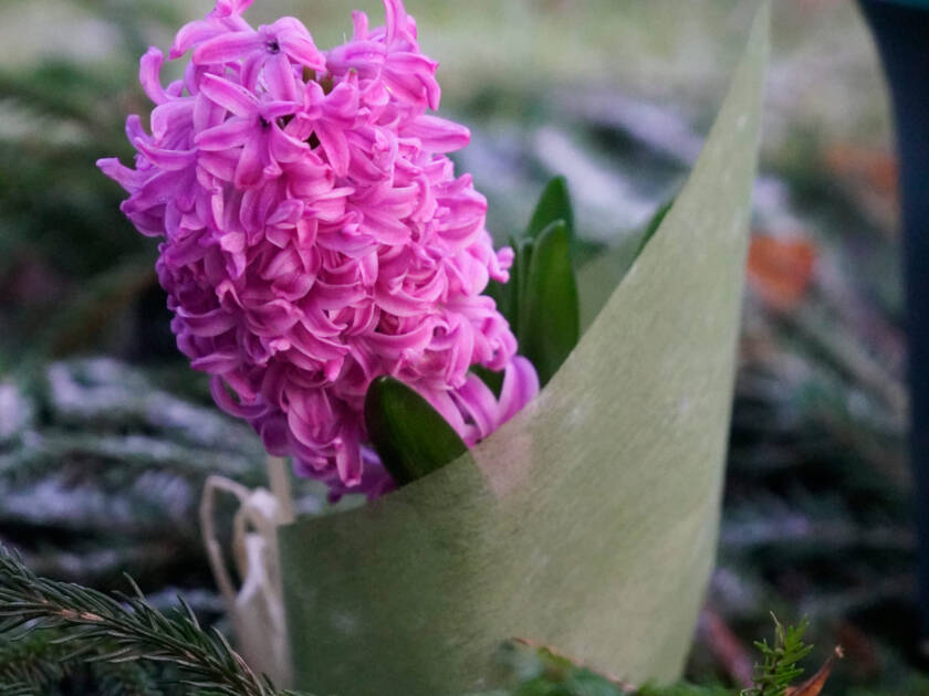 Violetti hyasintti haudalla havujen päällä.