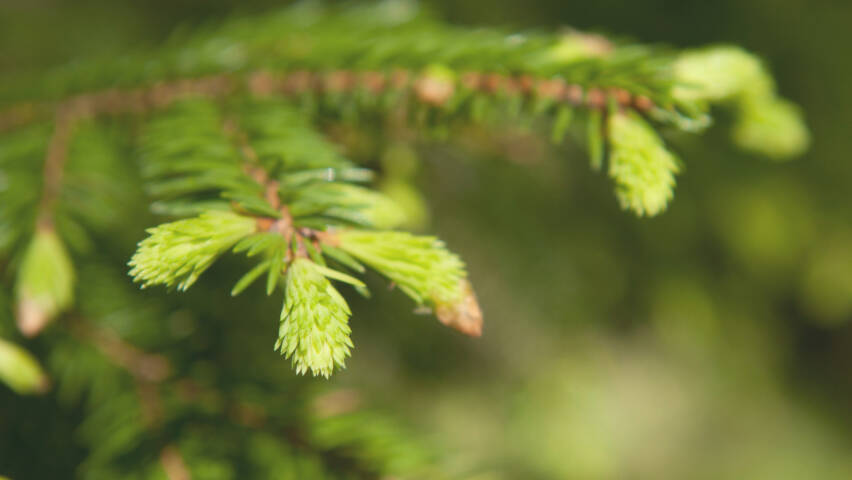 Kuusen oksa, jossa kasvaa vaalean vihreitä kerkkiä.