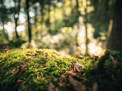 Vihreää sammalta metsässä, auringonvalo siivilöityy taustalla puiden välistä.