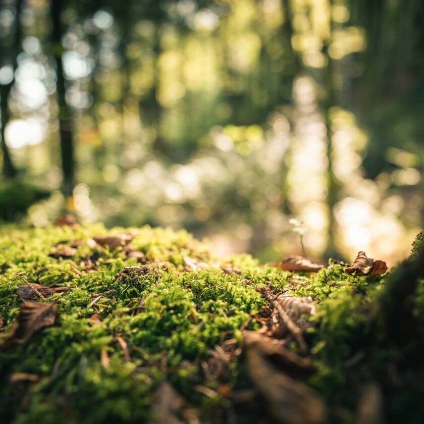 Vihreää sammalta metsässä, auringonvalo siivilöityy taustalla puiden välistä.