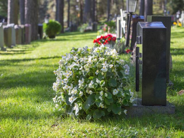 Hautakiven edessä kasvaa suuri valkokukkainen kasvi.