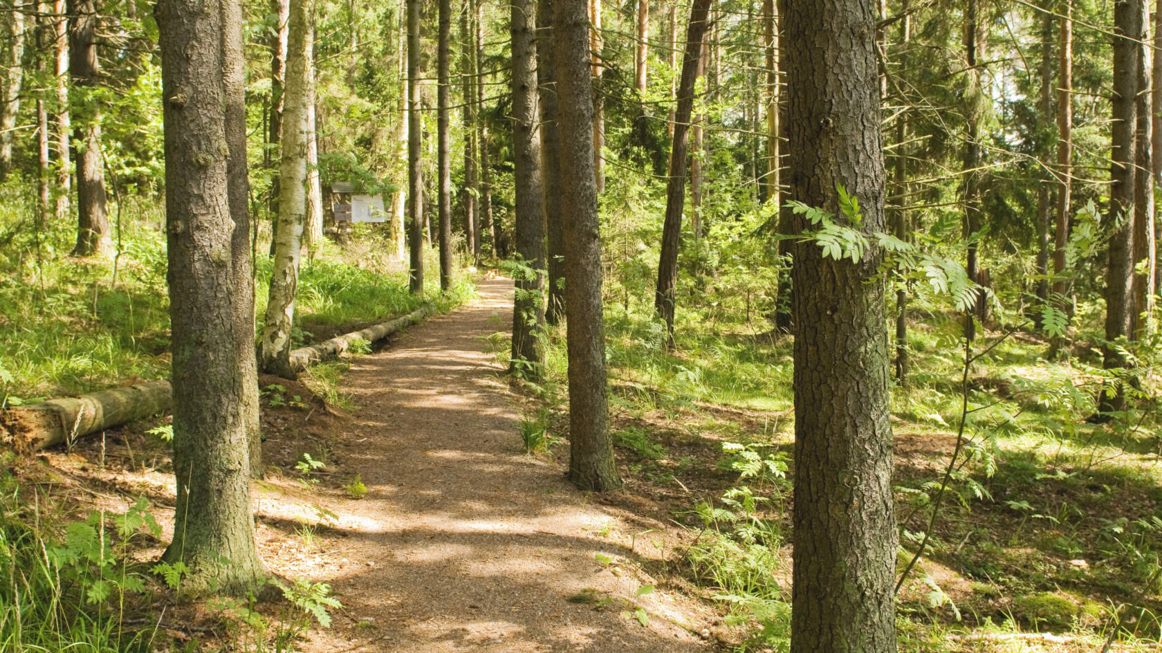 Leveä polku kulkee vehreän metsän läpi.