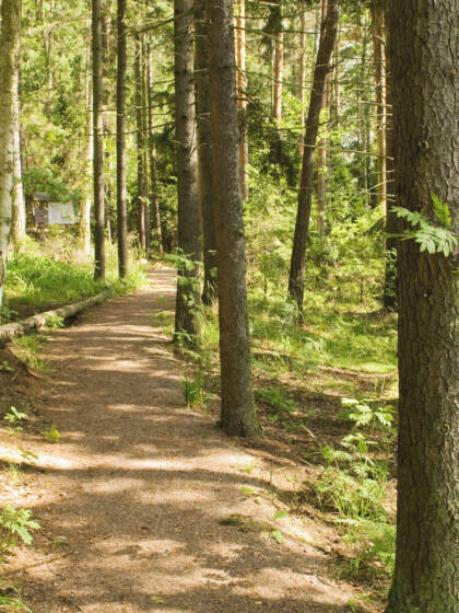 Leveä polku kulkee vehreän metsän läpi.