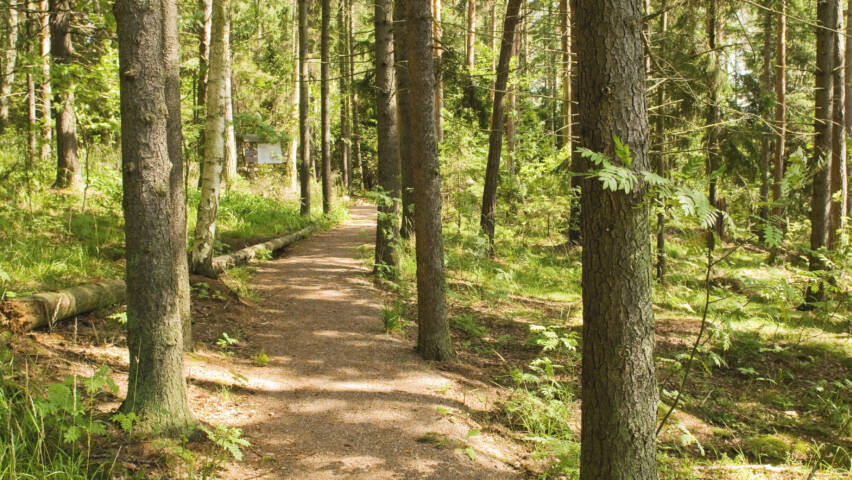 Leveä polku kulkee vehreän metsän läpi.