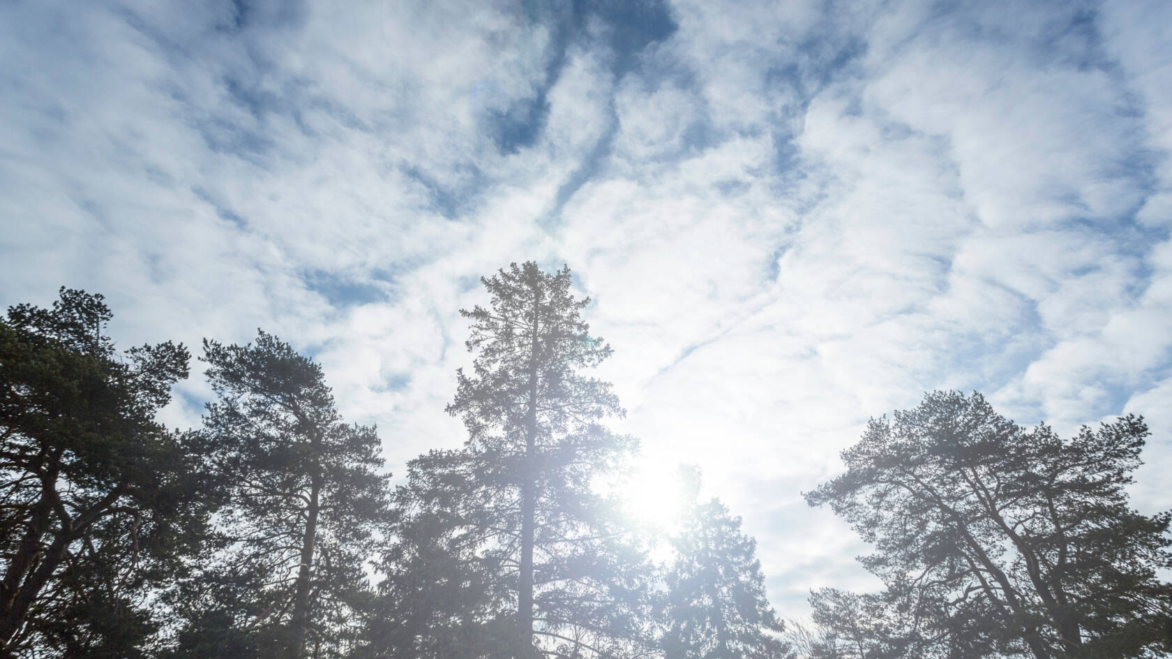 Mäntyjen latvojen läpi paistaa kirkas aurinko. Taivaalla on kevyttä utuista pilveä.