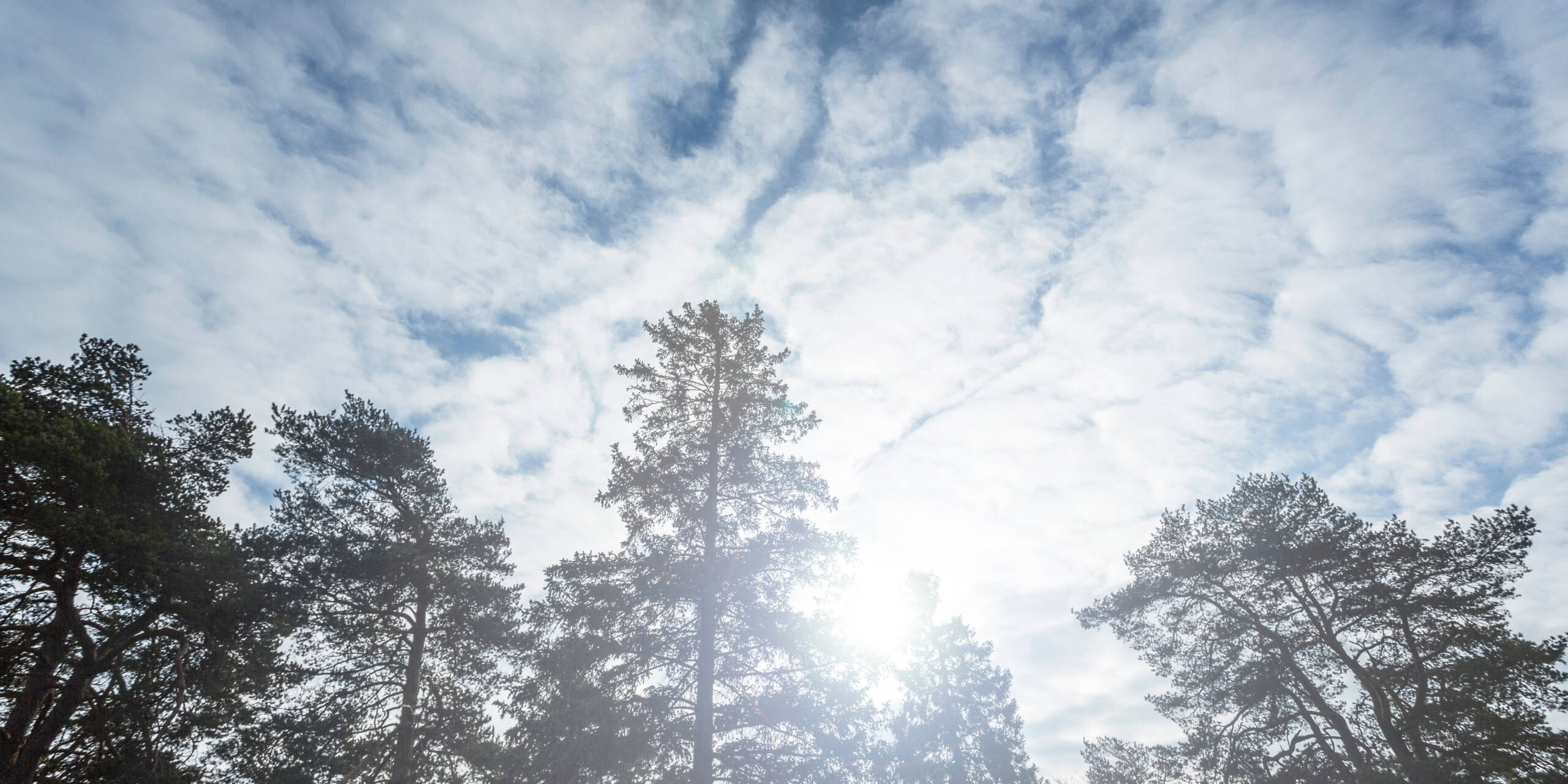 Mäntyjen latvojen läpi paistaa kirkas aurinko. Taivaalla on kevyttä utuista pilveä.