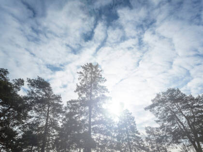 Mäntyjen latvojen läpi paistaa kirkas aurinko. Taivaalla on kevyttä utuista pilveä.