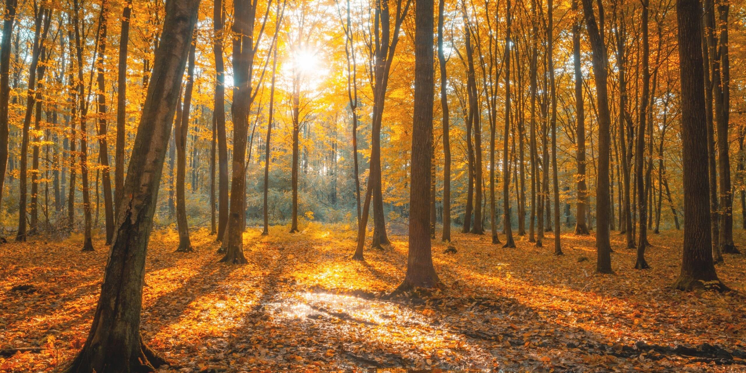Valo kajastaa syksyisen metsän läpi.