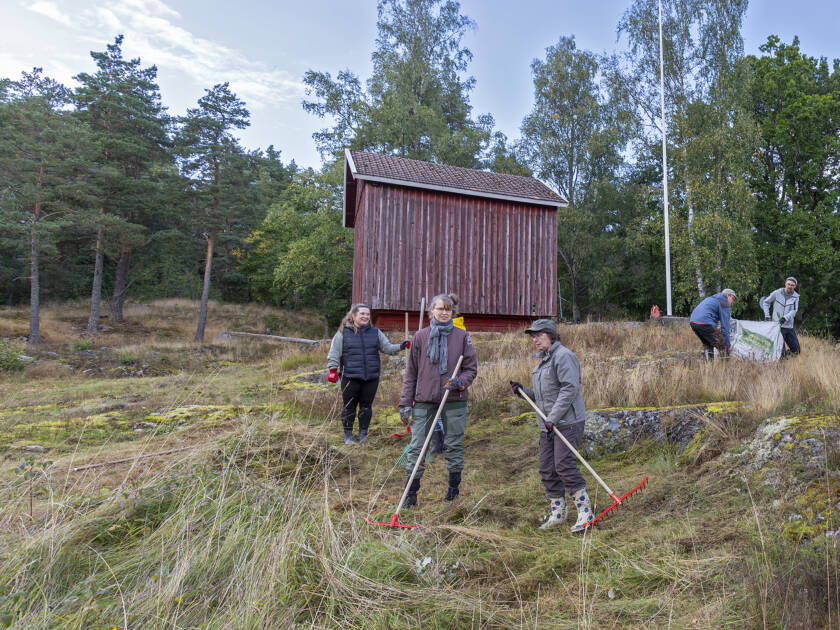 Frivilliginsats på Piikkiön klipphöjd hösten 2025.