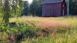Kallioinen keto, kukkivia Ketokasveja auringonpaisteessa, taustalla vanha aitta.