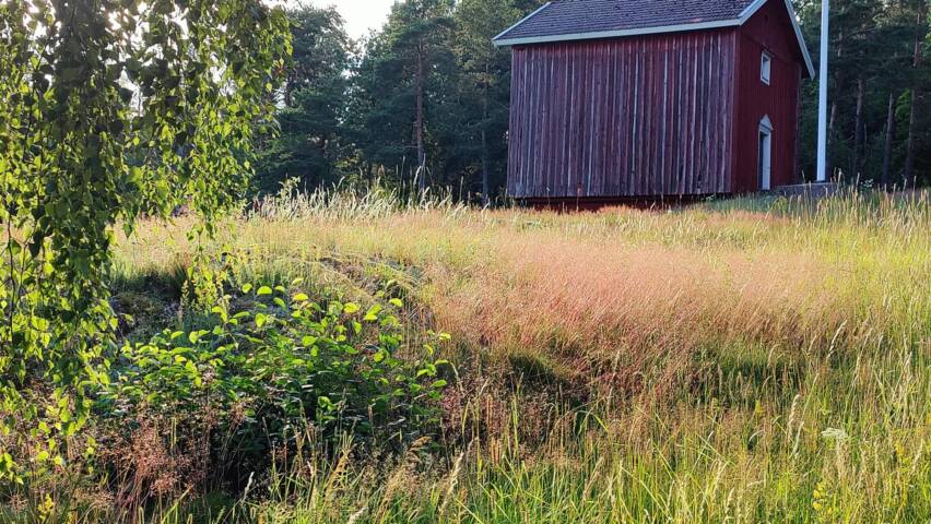 Kallioinen keto, kukkivia Ketokasveja auringonpaisteessa, taustalla vanha aitta.